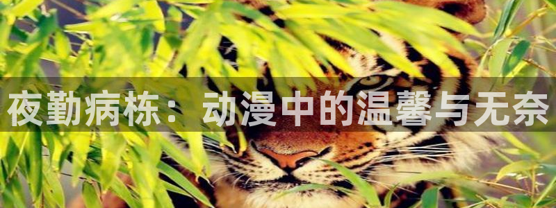 o站腐漫画网：夜勤病栋：动漫中的温馨与无奈