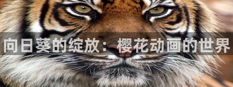 omofun动漫免费观看：向日葵的绽放：樱花动画的世界